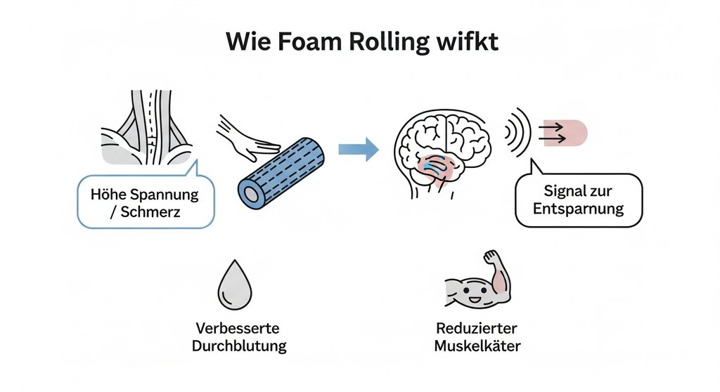 Infografik zur Wirkungsweise von Foam Rolling auf das Nervensystem und die Muskulatur.